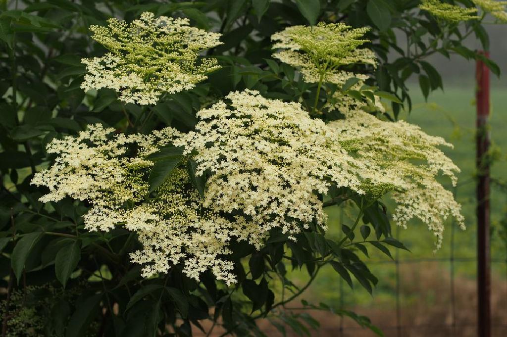 11樹和灌木與白色的花