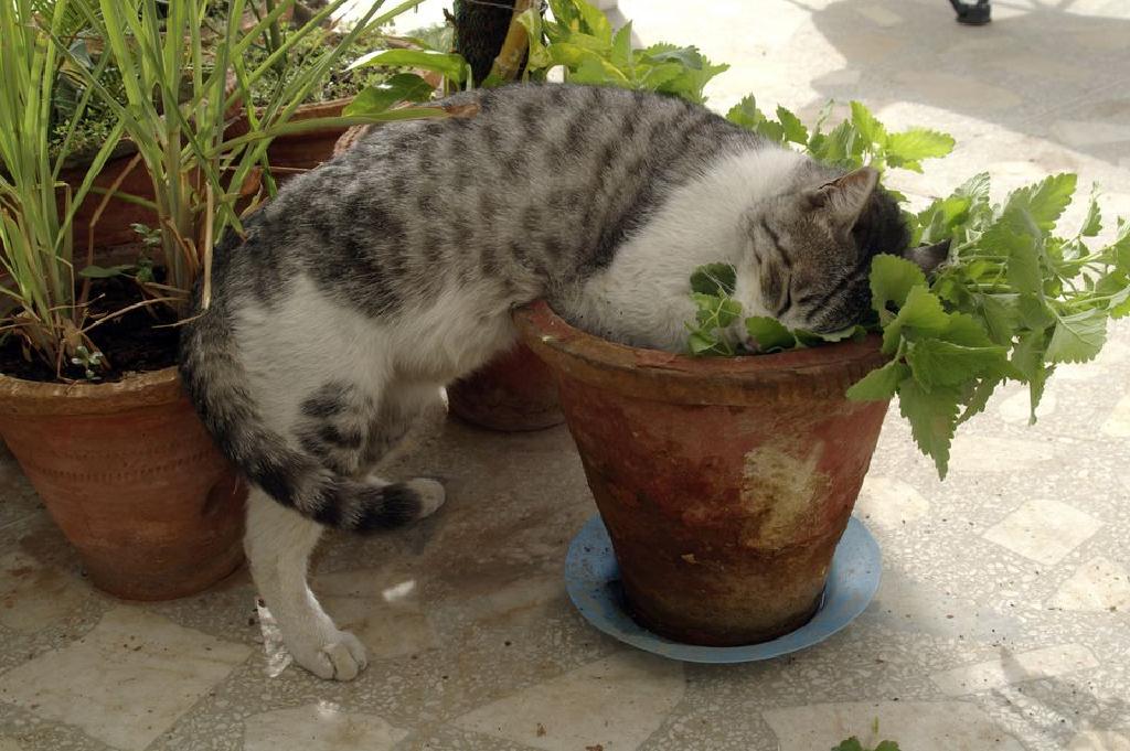 Découvrez les secrets de la culture de l'herbe à chat luxuriante en  intérieur 