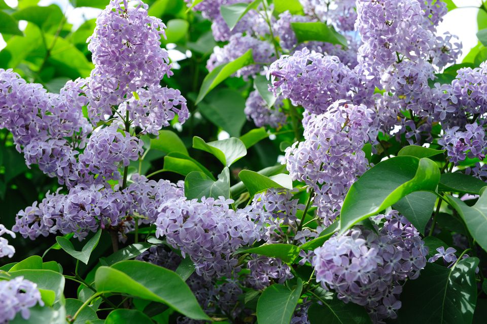 与蓝色或淡紫色花的最佳的灌木