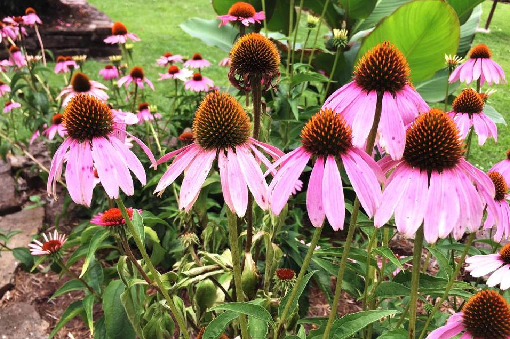 生长和关心紫色coneflowers 海胆亚目