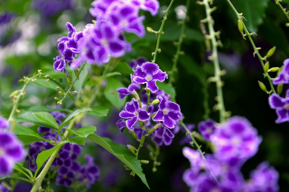与紫色花的最佳的灌木