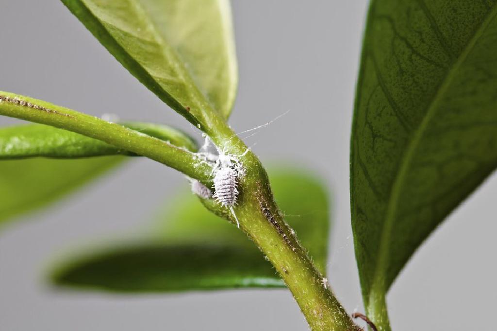 室内植物昆虫害虫问题 注意这些错误