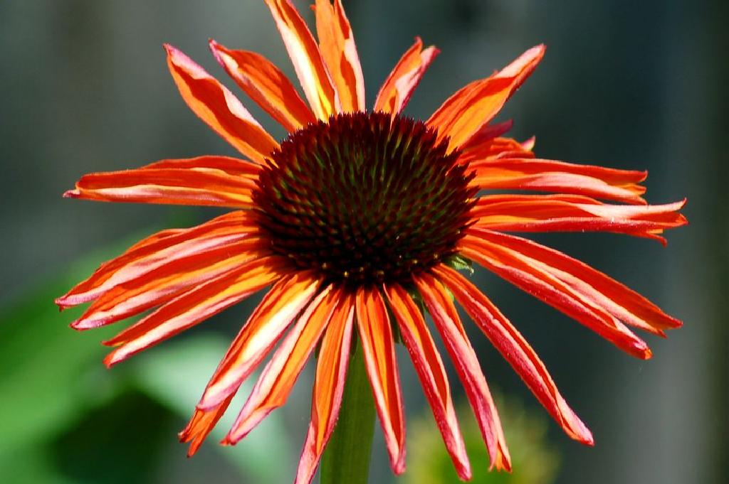 海胆亚目火鸟 如何种植这种橙色coneflower