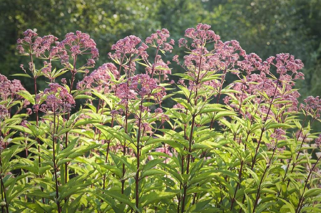 Joe Pye杂草 生长一个高大的晚季blo Omer