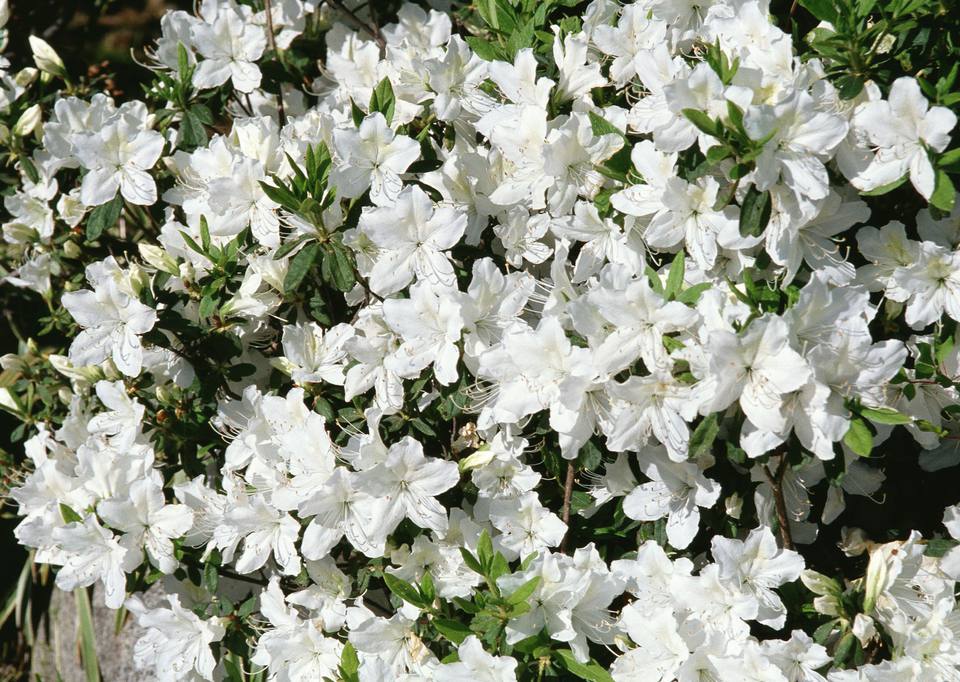 10 أفضل الشجيرات مع الزهور البيضاء