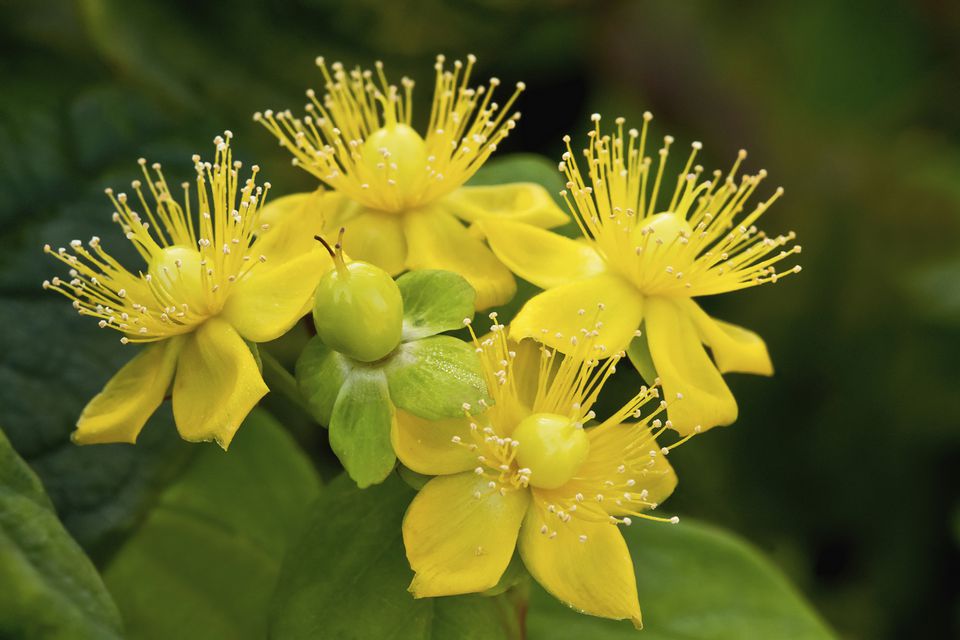 10朵黄色花灌木