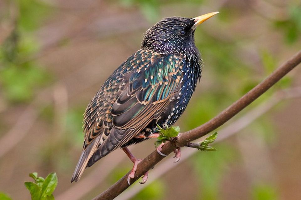 Kebanyakan Burung Kawasan Belakang Di Amerika Syarikat