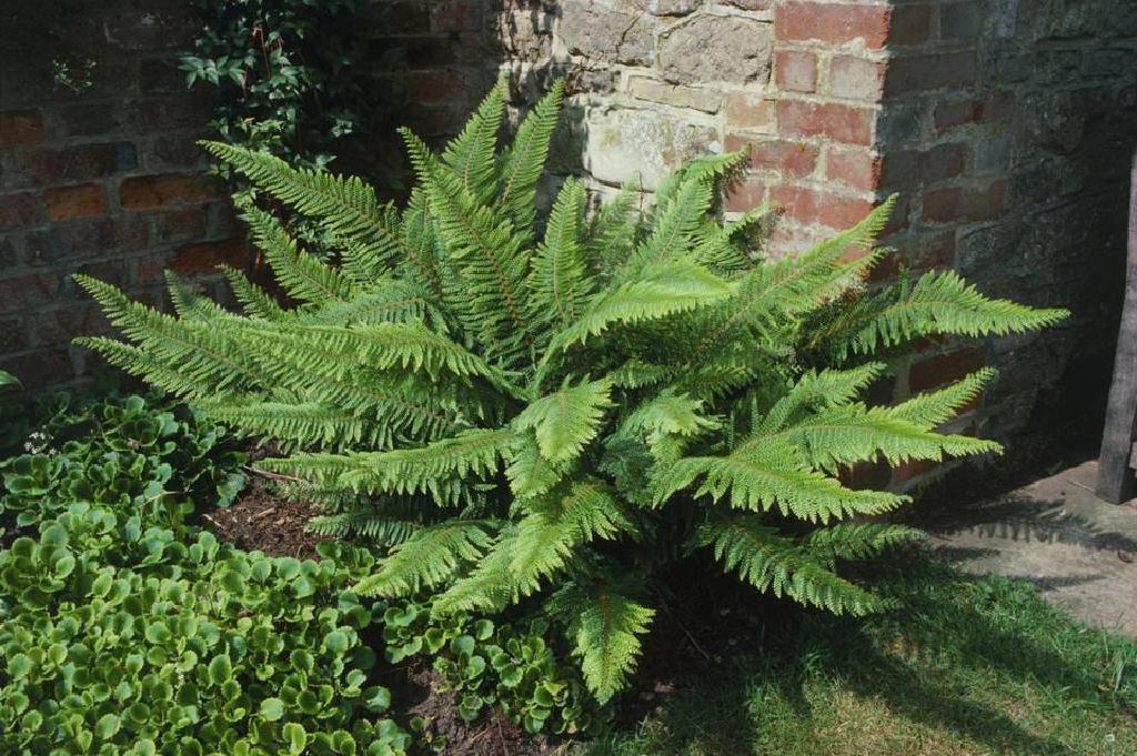Tips for Growing Fern Plants