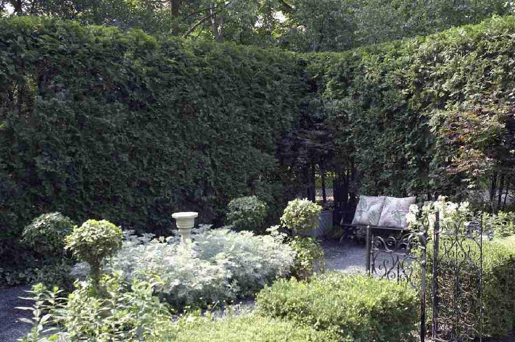 侧柏种类 生长速率和耐旱性