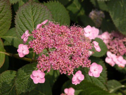 识别老式绣球花类型的指南