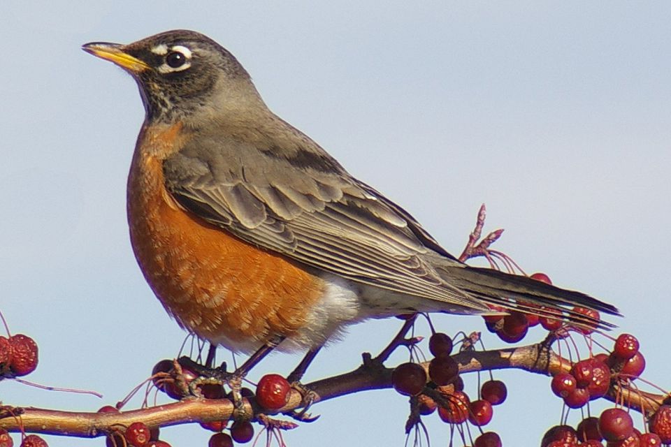 Kebanyakan Burung Kawasan Belakang Di Amerika Syarikat