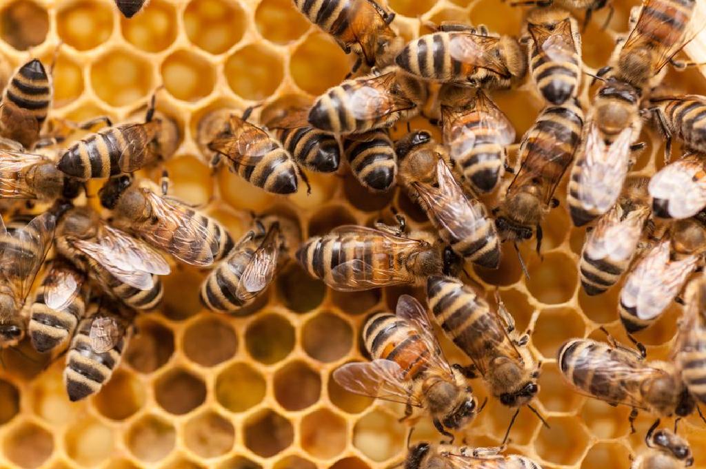 كيفية الحفاظ على النحل دليل المبتدئين إلى تربية النحل