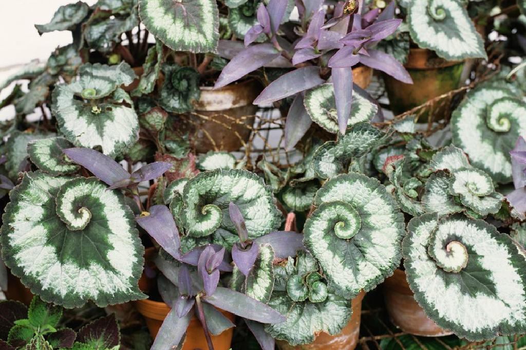 雷克斯秋海棠 生長著驚人的葉子植物