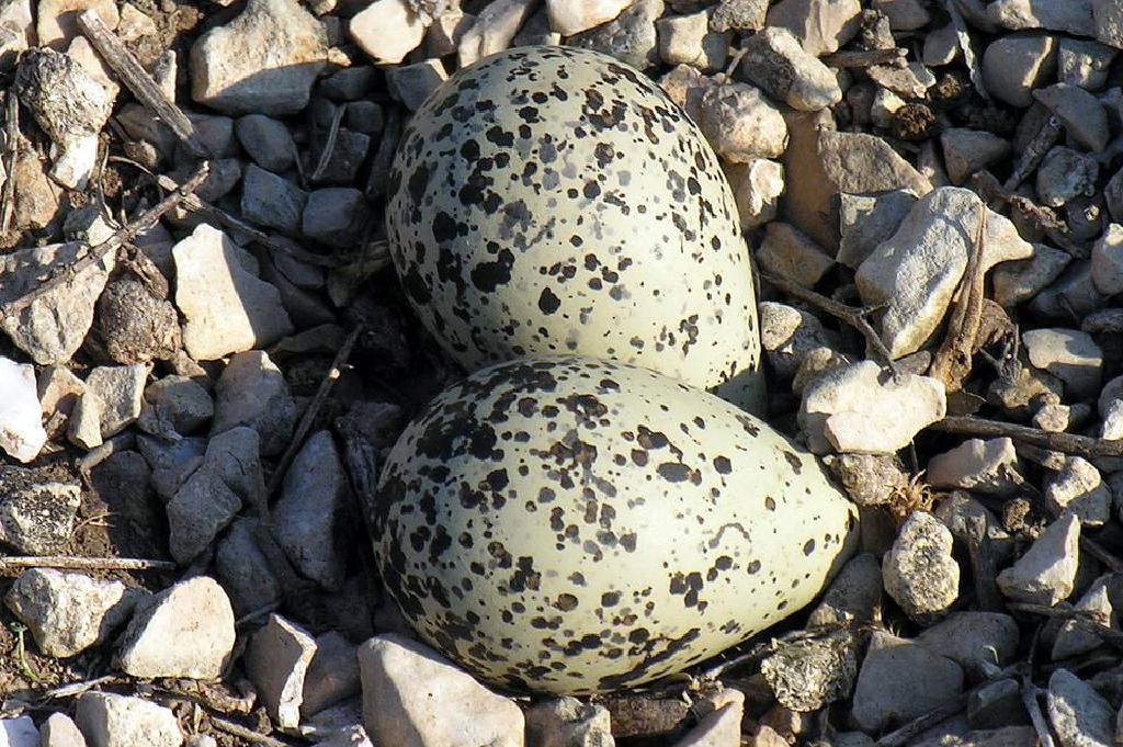 حقائق ممتعة وتوافه حول بيض الطيور البرية