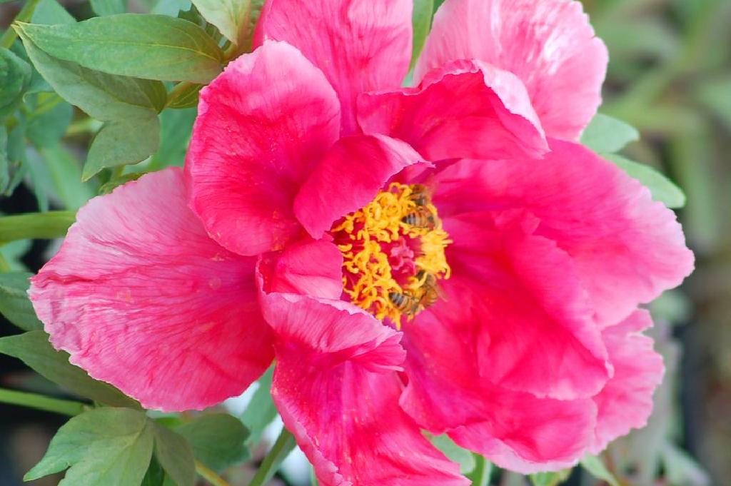 如何在家庭花园中成功种植牡丹