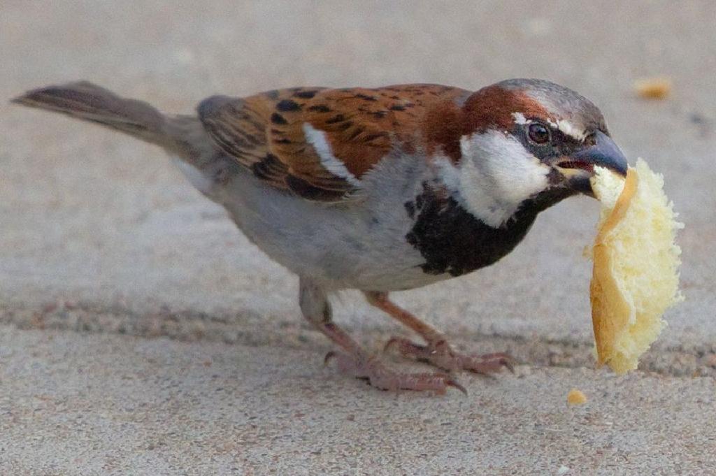 Apakah Roti Bagus Untuk Burung